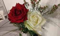 Rote und weisse Rosen