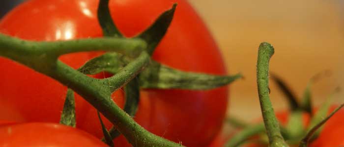 Tipps für den Anbau eigener Tomaten